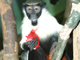 Фото Мартышка-диана