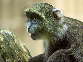 Фото Голубая мартышка