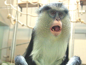 Смотреть фото Мартышка-мона Фото Мартышка-мона