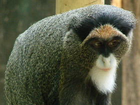 Мартышка Бразза Мартышка Бразза