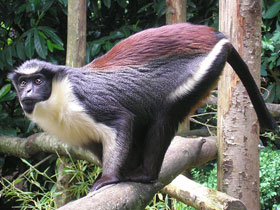 Фото Мартышка дриас