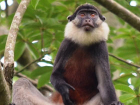 Фото Краснобрюхая мартышка