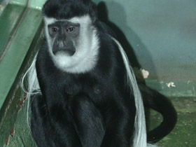 Фото Восточный колобус