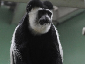 Фото Восточный колобус