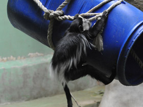 Фото Восточный колобус