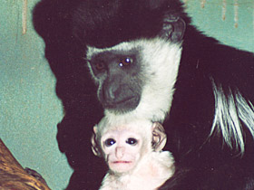 Фото Восточный колобус