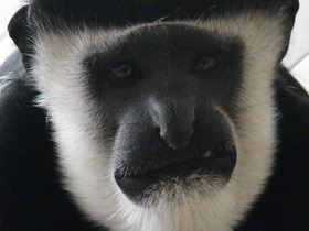 Фото Восточный колобус