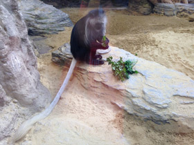 Фото Королевский колобус