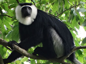 Фото Белоногий колобус