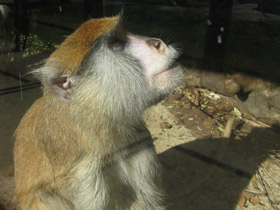 Фото Красная мартышка