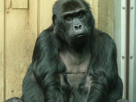 Фото Восточная равнинная горилла