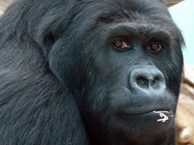 Фото Восточная равнинная горилла