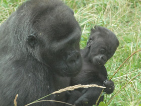 Смотреть фото Западная равнинная горилла Фото Западная равнинная горилла