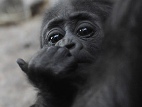 Смотреть фото Западная равнинная горилла Фото Западная равнинная горилла