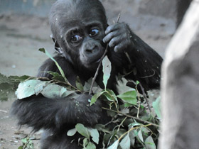 Смотреть фото Западная равнинная горилла Фото Западная равнинная горилла