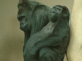 Западная равнинная горилла Западная равнинная горилла