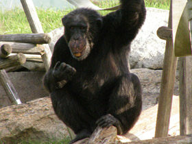 Фото Каких животных можно научить говорить