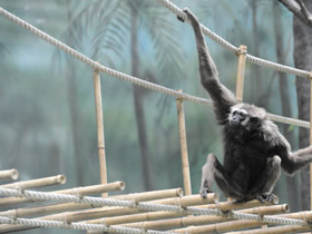 Фото Чернорукий гиббон