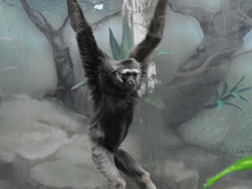 Фото Чернорукий гиббон