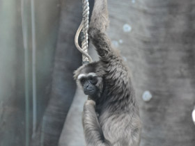Фото Чернорукий гиббон