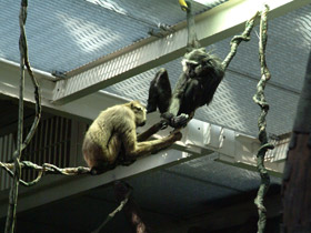 Фото Чернорукий гиббон