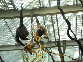 Фото Чернорукий гиббон