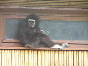 Фото Белорукий гиббон