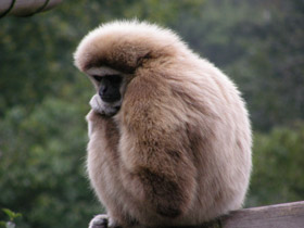 Фото Белорукий гиббон