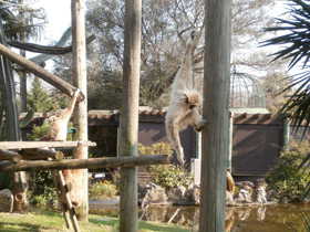 Фото Белорукий гиббон