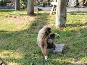 Фото Белорукий гиббон