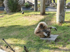 Фото Белорукий гиббон
