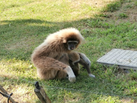 Фото Белорукий гиббон