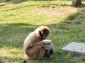 Фото Белорукий гиббон