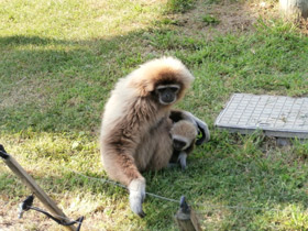 Фото Белорукий гиббон