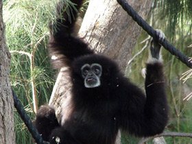 Фото Белорукий гиббон