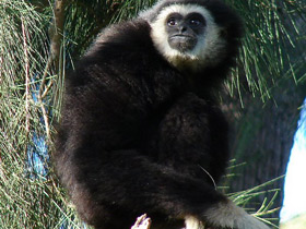 Фото Белорукий гиббон