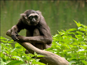 Фото Серый гиббон