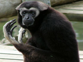 Фото Кампучийский гиббон