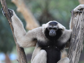 Фото Кампучийский гиббон