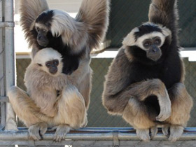 Фото Кампучийский гиббон