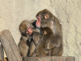 Фото Японский макак