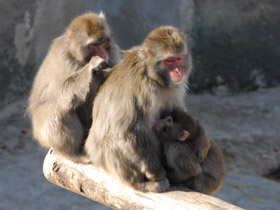 Фото Японский макак