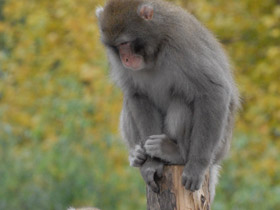 Фото Японский макак