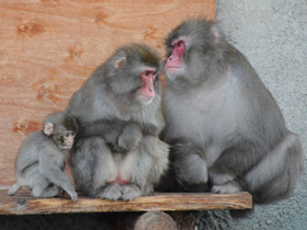 Фото Японский макак