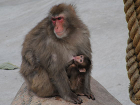 Фото Японский макак