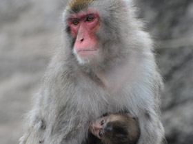 Фото Японский макак
