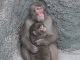 Фото Японский макак
