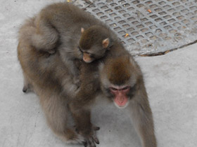 Фото Японский макак