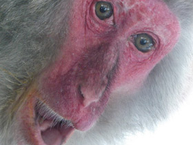 Фото Японский макак