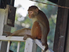 Фото Макак-резус